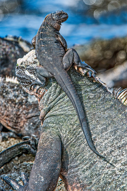 加拉帕戈斯海鬣蜥，Amblyrhynchus cristatus, Punta Espinosa，费尔南迪纳岛;加拉帕戈斯群岛。幼兽压在成年兽身上。